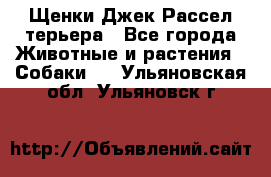 Щенки Джек Рассел терьера - Все города Животные и растения » Собаки   . Ульяновская обл.,Ульяновск г.